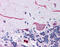 Cyclin-dependent kinase inhibitor 1B antibody, 51-021, ProSci, Immunohistochemistry frozen image 