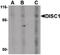 DISC1 Scaffold Protein antibody, LS-C34730, Lifespan Biosciences, Western Blot image 
