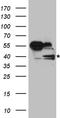 Replication factor C subunit 3 antibody, TA890145, Origene, Western Blot image 