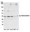 Family With Sequence Similarity 192 Member A antibody, A304-946A, Bethyl Labs, Western Blot image 