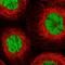 Mortality Factor 4 Like 2 antibody, HPA054102, Atlas Antibodies, Immunofluorescence image 