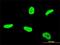 TATA-Box Binding Protein Associated Factor 12 antibody, H00006883-M11, Novus Biologicals, Immunocytochemistry image 