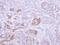 Villin 1 antibody, NBP1-32841, Novus Biologicals, Immunohistochemistry frozen image 