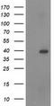 Ras Association Domain Family Member 1 antibody, TA502511, Origene, Western Blot image 