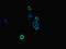Neurexin-1-beta antibody, orb44881, Biorbyt, Immunofluorescence image 