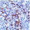 Glycophorin A (MNS Blood Group) antibody, DM066-05, Origene, Immunohistochemistry frozen image 