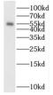 DNA Polymerase Mu antibody, FNab06614, FineTest, Western Blot image 