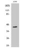 Mitochondrial Ribosomal Protein S9 antibody, A14072-1, Boster Biological Technology, Western Blot image 