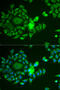 NADH dehydrogenase [ubiquinone] iron-sulfur protein 4, mitochondrial antibody, 15-038, ProSci, Immunofluorescence image 