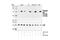 Mitogen-Activated Protein Kinase 13 antibody, 9215S, Cell Signaling Technology, Western Blot image 