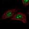 GDNF Inducible Zinc Finger Protein 1 antibody, NBP1-92624, Novus Biologicals, Immunofluorescence image 