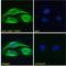 FERM, ARH/RhoGEF And Pleckstrin Domain Protein 1 antibody, LS-C54634, Lifespan Biosciences, Immunofluorescence image 