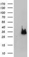 N-Acetylneuraminic Acid Phosphatase antibody, TA504597S, Origene, Western Blot image 