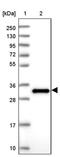 EF-hand domain-containing protein D2 antibody, PA5-61846, Invitrogen Antibodies, Western Blot image 
