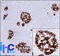 Insulin antibody, AM50124PU-S, Origene, Immunohistochemistry paraffin image 