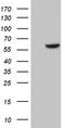 Cyclin-dependent kinase 17 antibody, CF809694, Origene, Western Blot image 