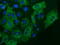 Imp2 antibody, TA501271, Origene, Immunofluorescence image 