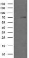 Galactosidase Beta 1 antibody, TA505568AM, Origene, Western Blot image 