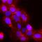 Phospholipase C Gamma 1 antibody, MAB74542, R&D Systems, Immunocytochemistry image 