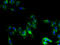 Cytochrome P450 Family 2 Subfamily U Member 1 antibody, A65794-100, Epigentek, Immunofluorescence image 