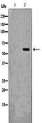 SRC antibody, orb99267, Biorbyt, Western Blot image 
