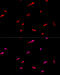 Eukaryotic translation initiation factor 3 subunit J antibody, 23-694, ProSci, Immunofluorescence image 