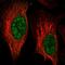 Zinc Finger Protein 653 antibody, PA5-54854, Invitrogen Antibodies, Immunofluorescence image 