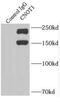 CCR4-NOT Transcription Complex Subunit 1 antibody, FNab01805, FineTest, Immunoprecipitation image 