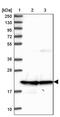 Calcyphosine antibody, PA5-60401, Invitrogen Antibodies, Western Blot image 