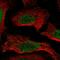 CAMP Responsive Element Binding Protein 5 antibody, HPA061622, Atlas Antibodies, Immunocytochemistry image 