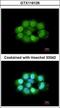 Nitric Oxide Synthase Interacting Protein antibody, GTX116126, GeneTex, Immunofluorescence image 