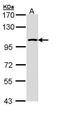 Leucyl-TRNA Synthetase 2, Mitochondrial antibody, PA5-22086, Invitrogen Antibodies, Western Blot image 