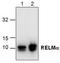 Fizz1 antibody, TA319107, Origene, Western Blot image 