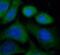 VPS18 Core Subunit Of CORVET And HOPS Complexes antibody, FNab09429, FineTest, Immunofluorescence image 