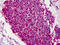Calpain-1 catalytic subunit antibody, 51-614, ProSci, Immunohistochemistry paraffin image 
