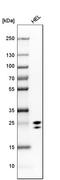 15-Hydroxyprostaglandin Dehydrogenase antibody, HPA004919, Atlas Antibodies, Western Blot image 