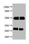 Human IgG antibody, LS-C210876, Lifespan Biosciences, Western Blot image 