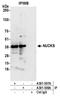 Nuclear Casein Kinase And Cyclin Dependent Kinase Substrate 1 antibody, A301-508A, Bethyl Labs, Immunoprecipitation image 