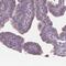 NIPA Magnesium Transporter 2 antibody, HPA067160, Atlas Antibodies, Immunohistochemistry frozen image 