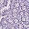Barttin antibody, HPA060617, Atlas Antibodies, Immunohistochemistry paraffin image 