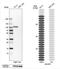 BCAR3 Adaptor Protein, NSP Family Member antibody, NBP1-82523, Novus Biologicals, Western Blot image 