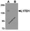 LINE1 Type Transposase Domain Containing 1 antibody, 6439, ProSci, Western Blot image 