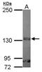 Laminin Subunit Beta 3 antibody, NBP2-19326, Novus Biologicals, Western Blot image 