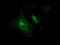 Gephyrin antibody, LS-C785472, Lifespan Biosciences, Immunofluorescence image 