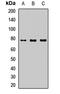 Caspase Recruitment Domain Family Member 10 antibody, LS-C668428, Lifespan Biosciences, Western Blot image 