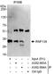 E3 ubiquitin-protein ligase RNF138 antibody, A302-994A, Bethyl Labs, Immunoprecipitation image 