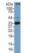 Heme Oxygenase 1 antibody, LS-C707765, Lifespan Biosciences, Western Blot image 