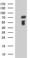 Methyltransferase Like 25 antibody, LS-C338475, Lifespan Biosciences, Western Blot image 