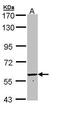 Formimidoyltransferase-cyclodeaminase antibody, GTX109972, GeneTex, Western Blot image 