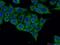 CGAS antibody, 26416-1-AP, Proteintech Group, Immunofluorescence image 